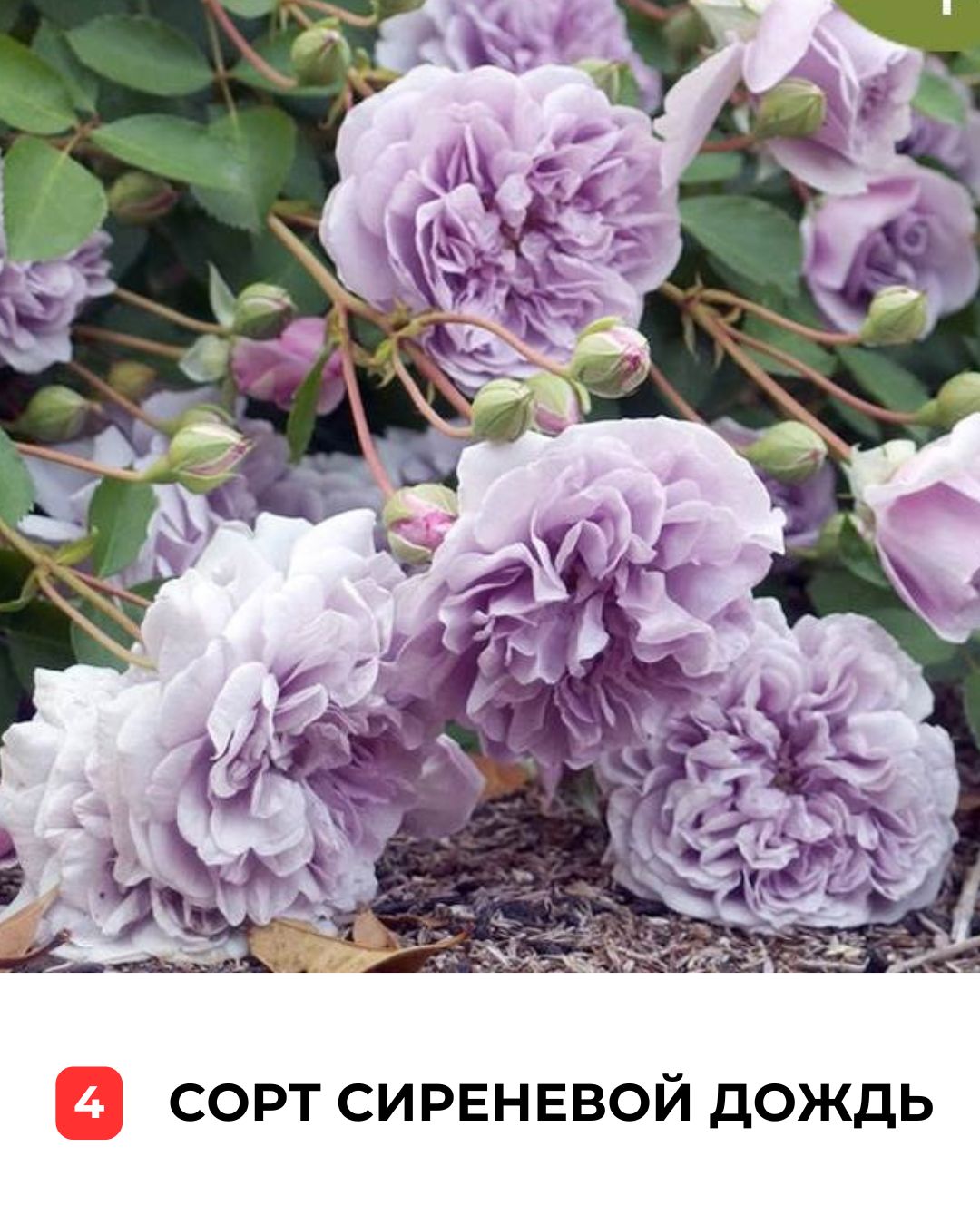 <?= !empty($meta['meta_t']) ? $meta['meta_t'] : 'Бездротовий масажер для тіла' ?>